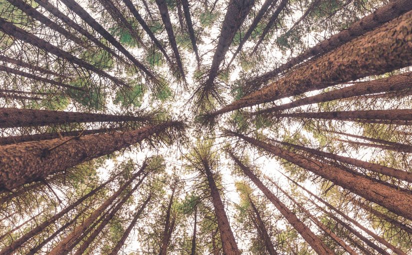 Sacred Activism: Engaging Communities of Faith in Environmental Advocacy