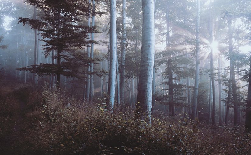 Bioneers Partners with Community Environmental Legal Defense Fund on Rights of Nature in Indigenous Communities