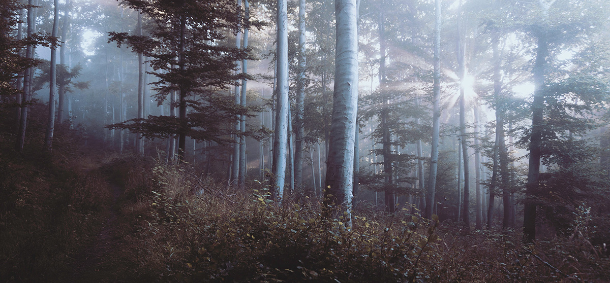 Bioneers Partners with Community Environmental Legal Defense Fund on Rights of Nature in Indigenous Communities