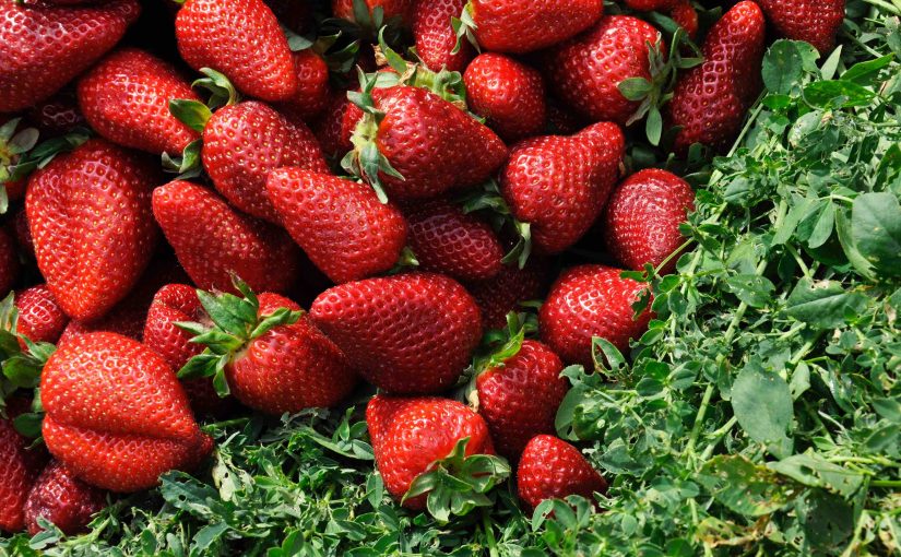 Strawberry Fields Forever?