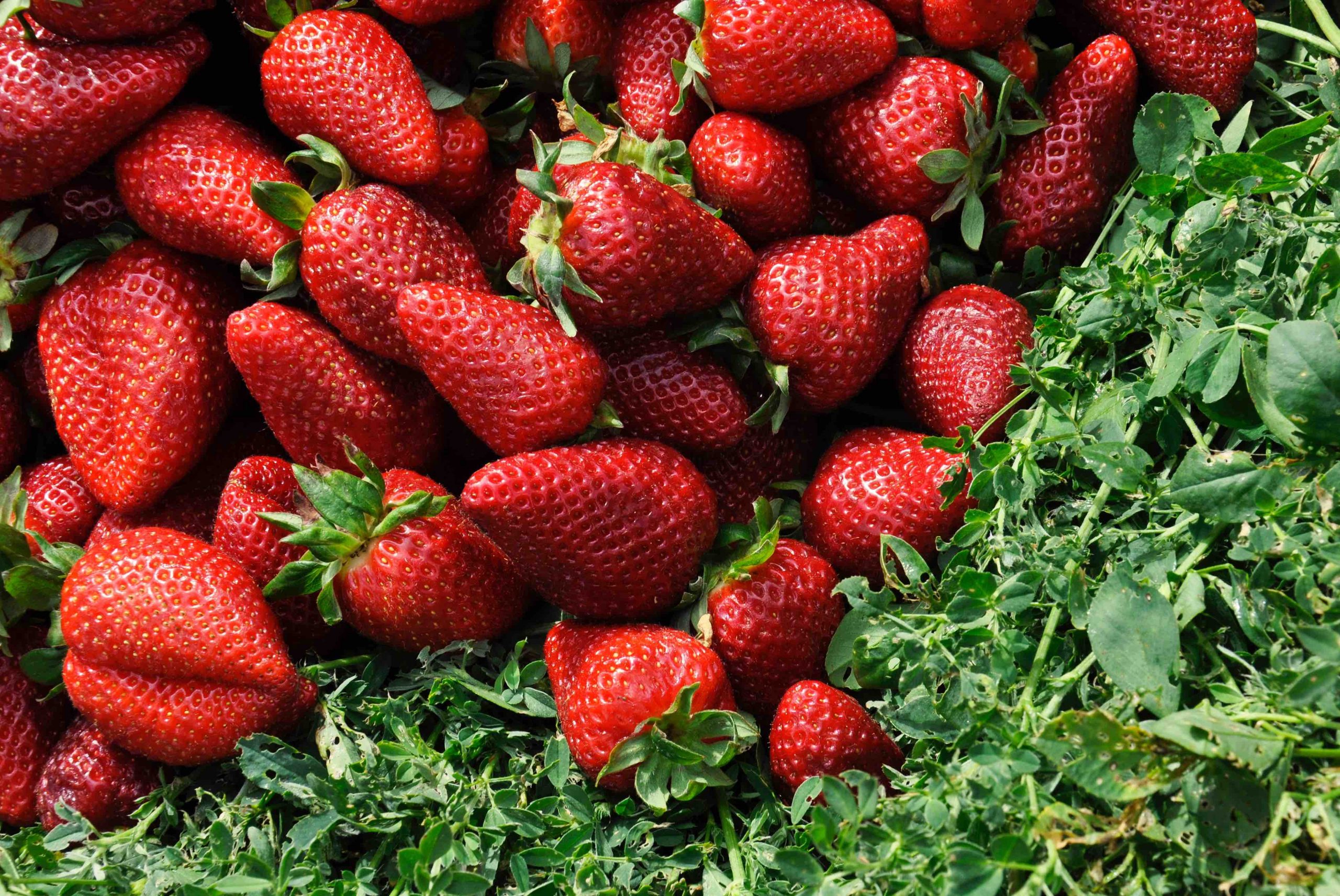 Strawberry Fields Forever?