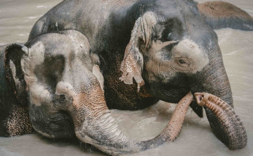 The Same Basic Brain: Exploring Animal Consciousness