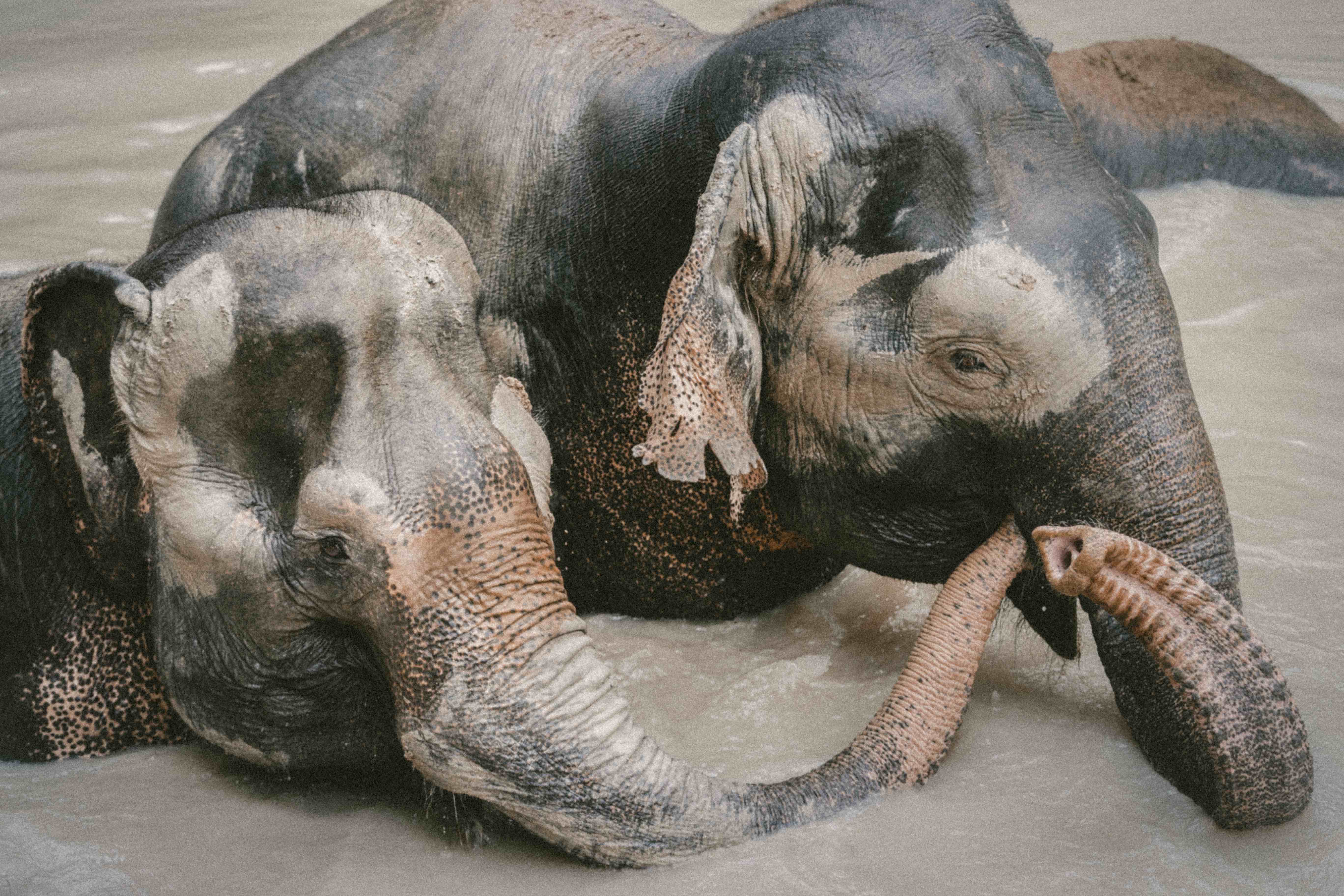 The Same Basic Brain: Exploring Animal Consciousness - Bioneers