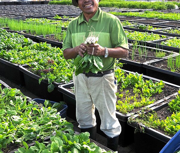 Growing Food, Healing Communities: The Sole Food Urban Farming Project