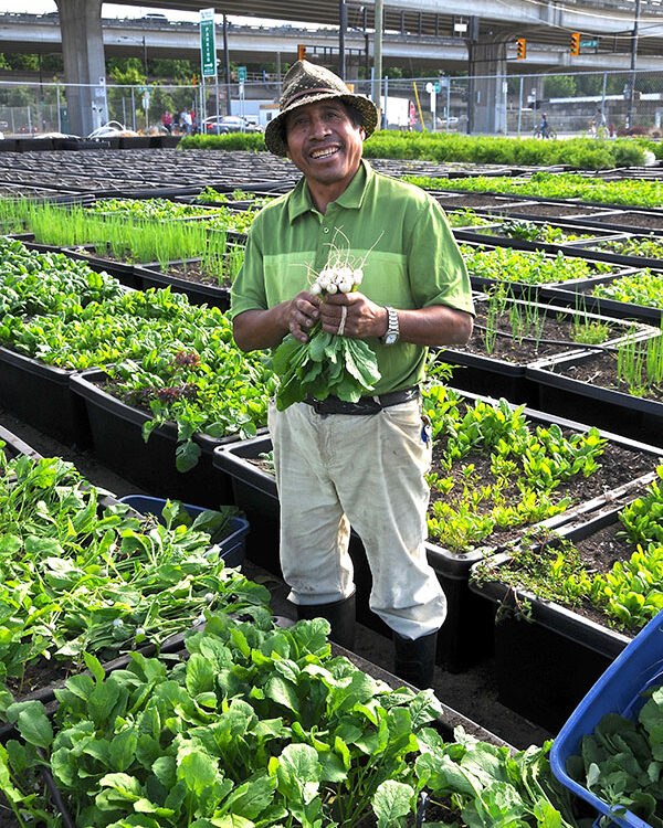 Growing Food, Healing Communities: The Sole Food Urban Farming Project