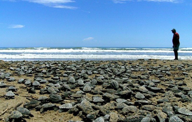 On Winning in Turtle Conservation