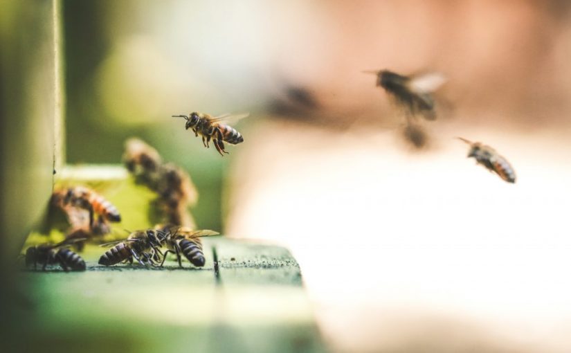 Saved by the Bee: Biomimicry and the Nature of Investing