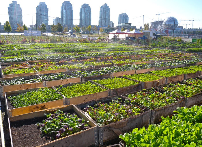 Street Farmer: an interview with Michael Ableman