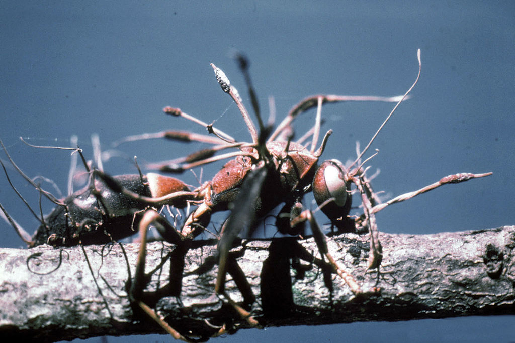 Mark Plotkin – Why Ethnobotanists Don’t Read Science Fiction