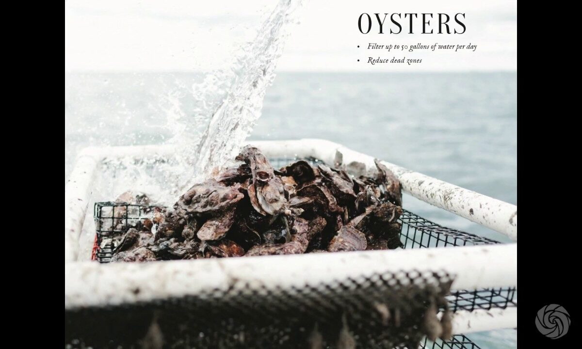 Bren Smith – Restorative Ocean Farmers | Bioneers 2016 Short Clips Series