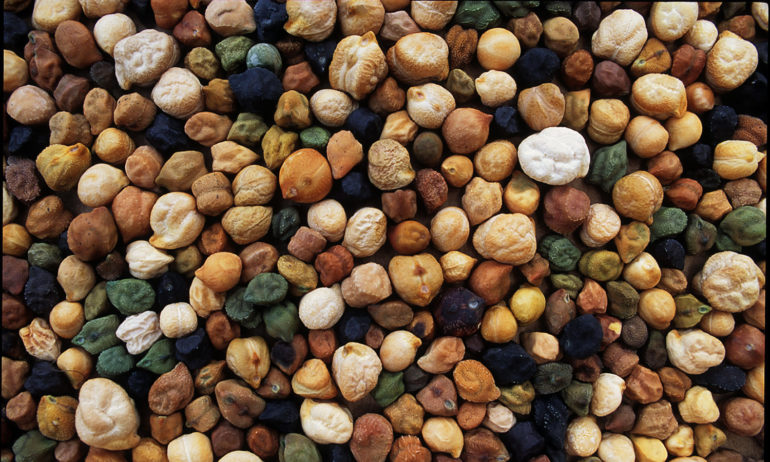 Free the Seed: An Open Source Approach to Food Crop Seed