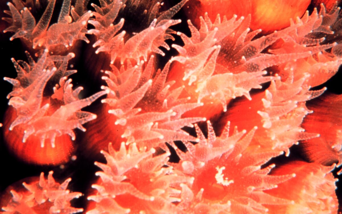 The Wonders of Gaia: Nature is Symbiotic | Lynn Margulis, Wade Davis & Paul Stamets