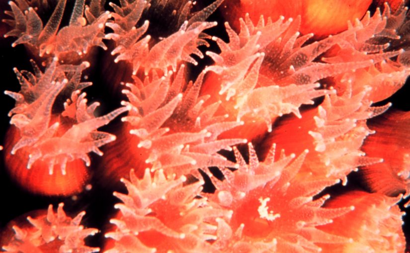 The Wonders of Gaia: Nature is Symbiotic | Lynn Margulis, Wade Davis & Paul Stamets
