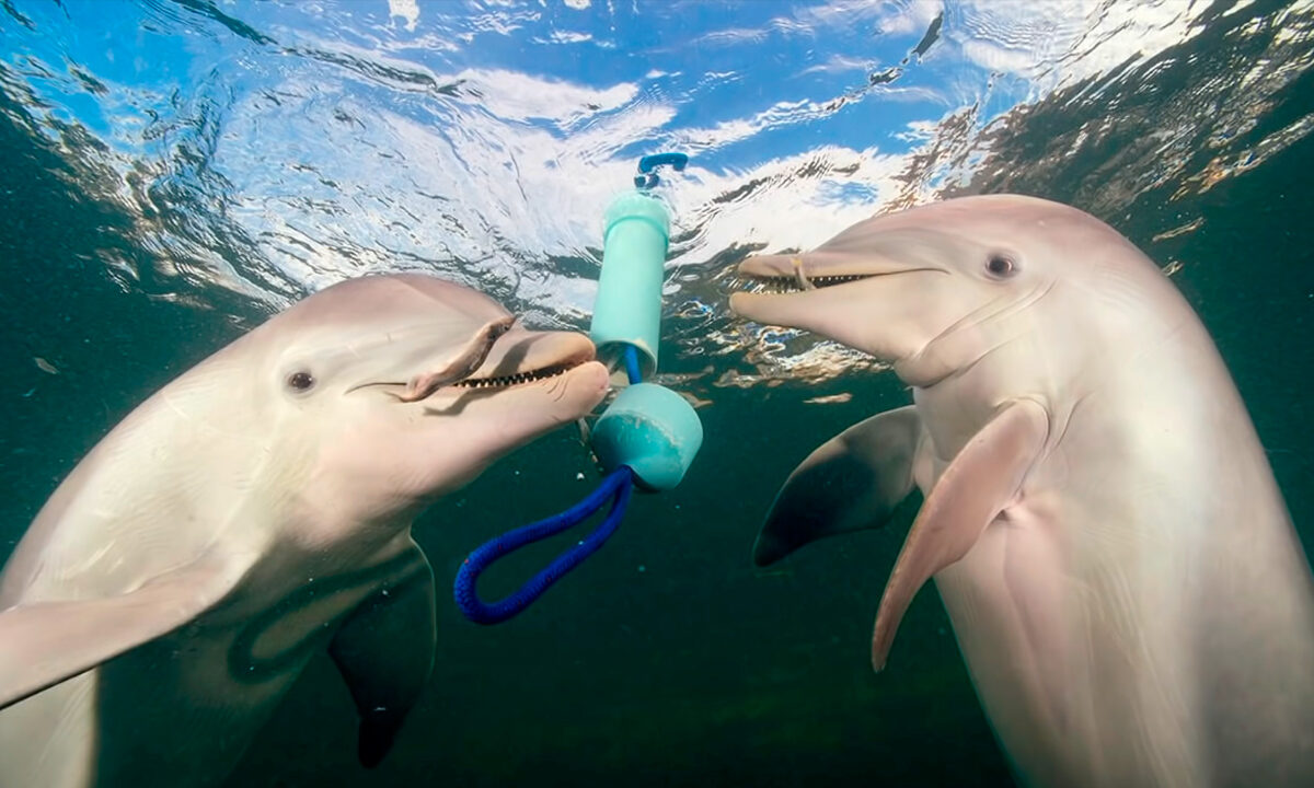 James Nestor: New Approaches to Cracking the Communication of Whales and Dolphins