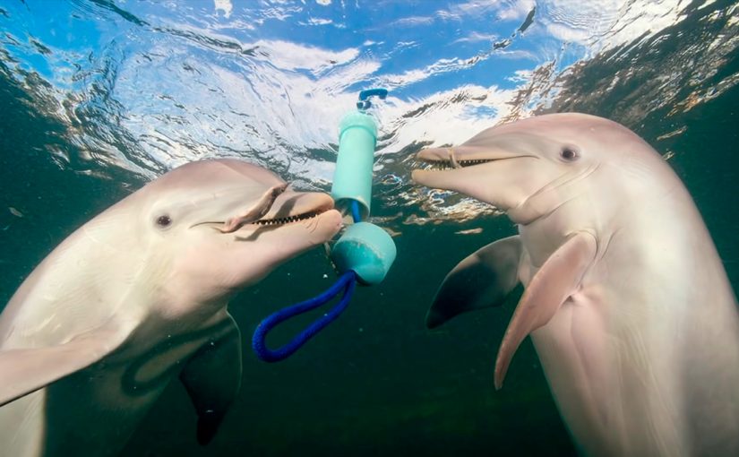 James Nestor: New Approaches to Cracking the Communication of Whales and Dolphins