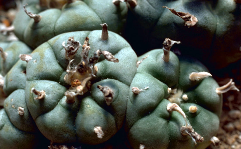 The Politics of Psychoactive Plants: Religious Freedom, Shamanism and Sacred Plants