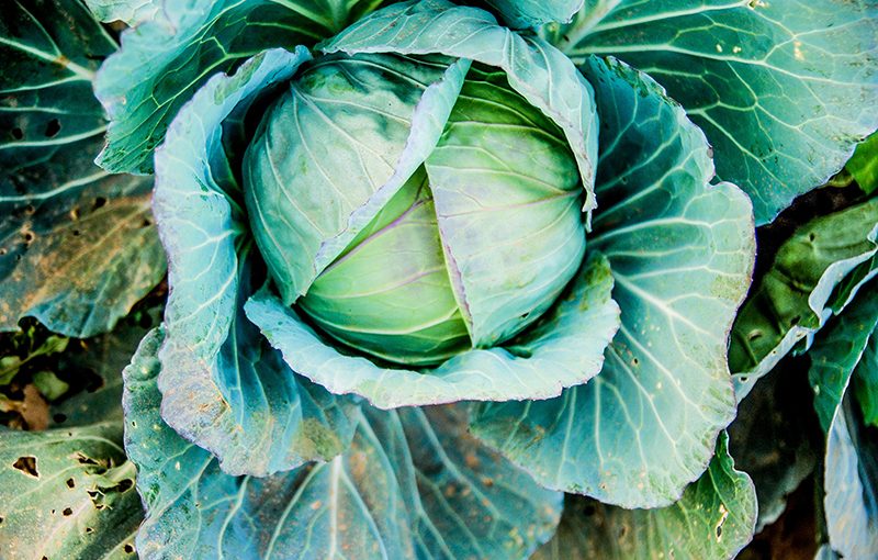 A Fork in the Road: Make Friends with a Farmer | Michael Ableman