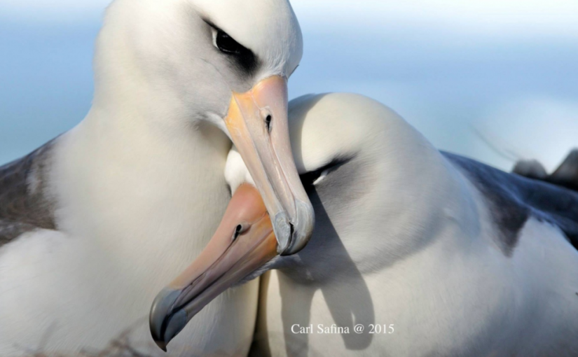 A Glimpse Through the Eye of the Albatross