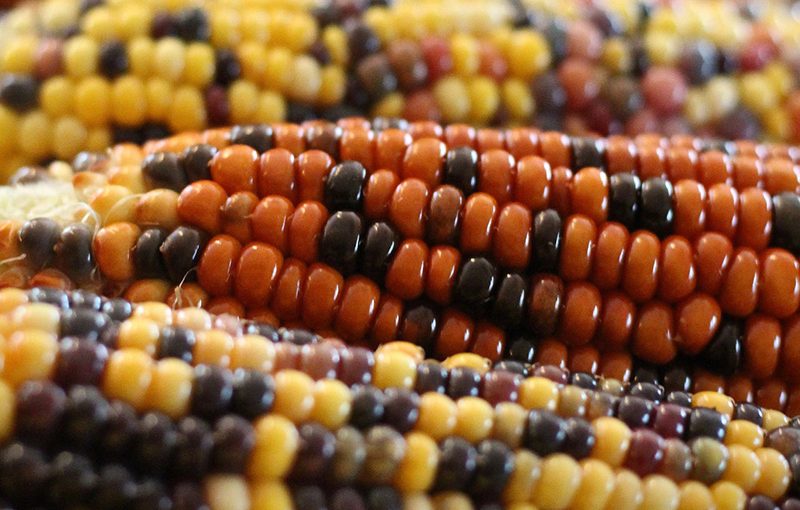 Indigenous Forum – Urban Native Food Justice and Revitalization | Kaylena Bray and Quinton Cabellon