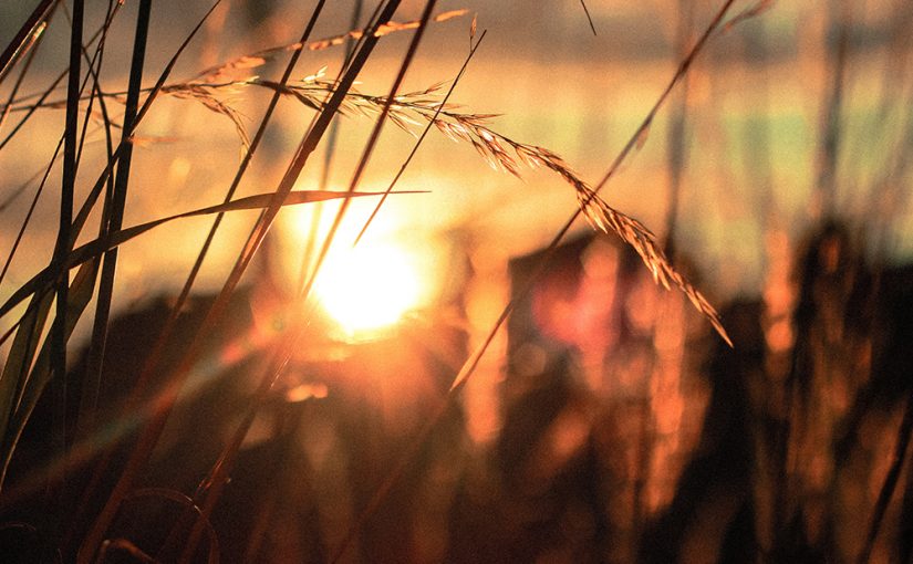 Passing Through: Farming Fields of Dreams