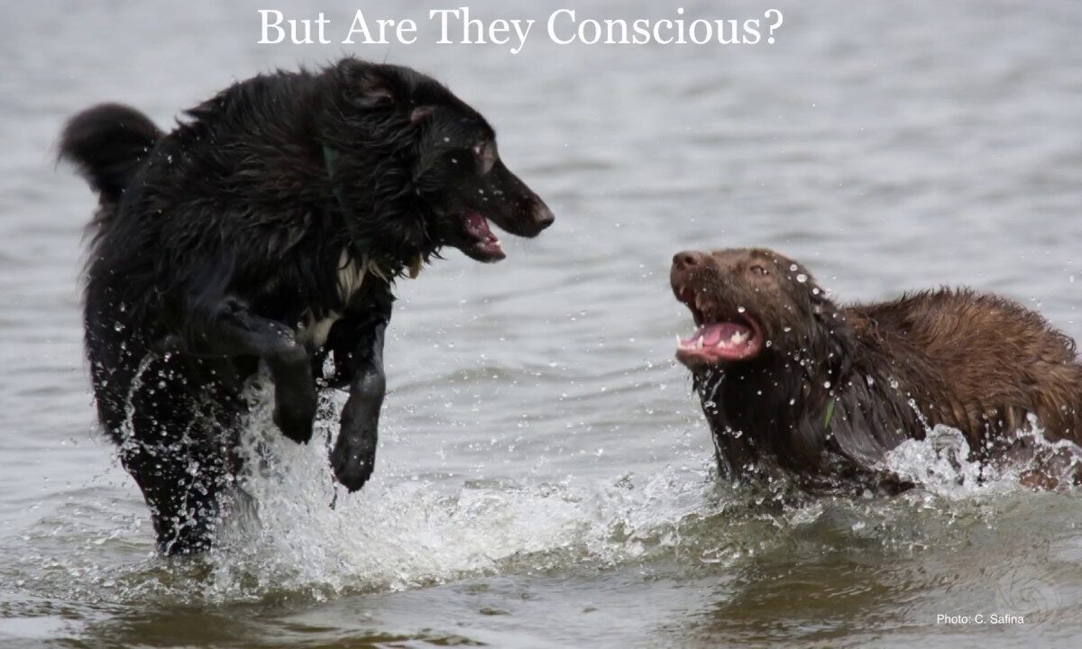 Carl Safina – We Are Not Alone: What Animals Think and Feel