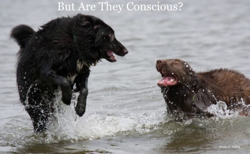 Carl Safina – We Are Not Alone: What Animals Think and Feel