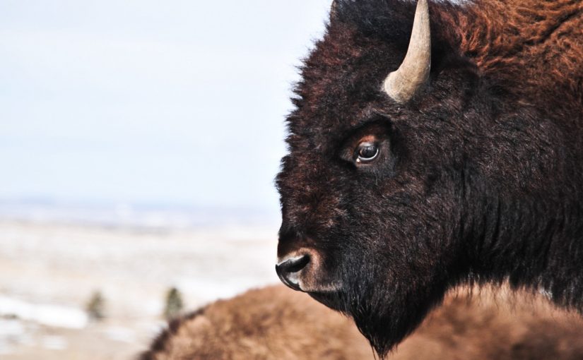 The Meaning of the Buffalo to Our People