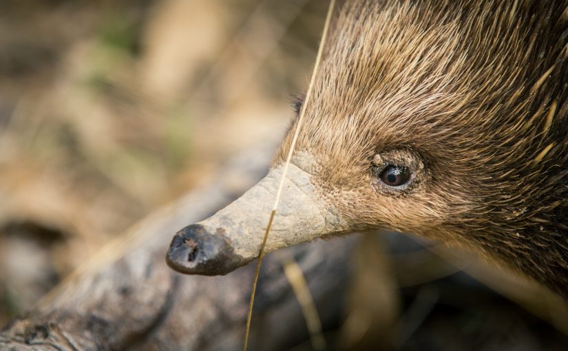 Animal Behavior: How Porcupines Mourn Their Dead