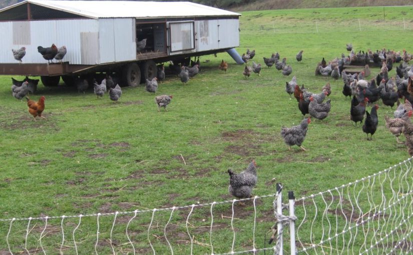 Trump and the Humane Treatment of Animals