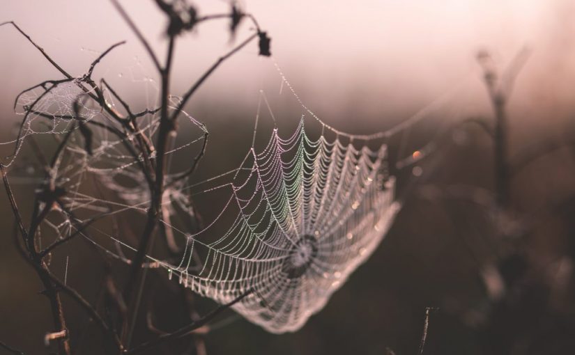 Biomimicry: What Would Nature Do Here?