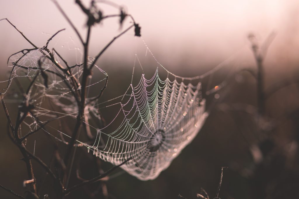 Biomimicry: What Would Nature Do Here?