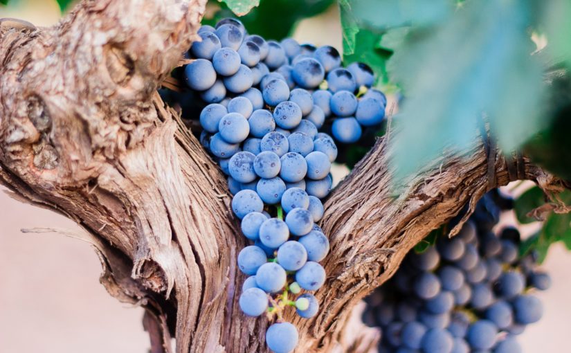 Thinking Like a Grapevine: Interview with Winemaker John Williams