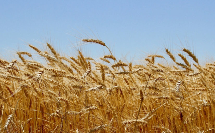 How Seeds from War-Torn Syria Could Help Save American Wheat
