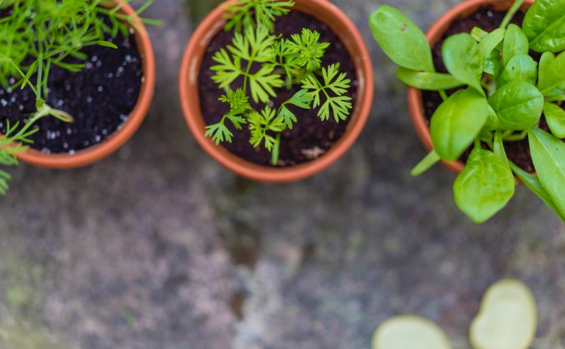 Bioneers 2018 Presenter Preview: Author & Herbalist Kami McBride