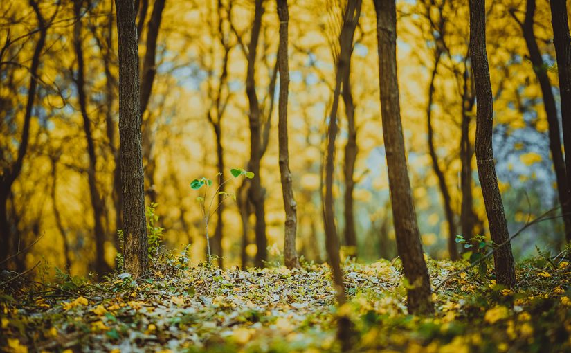 Planting trees, capturing carbon, cleaning the air: These innovators are looking to nature to develop innovations that give more than they take