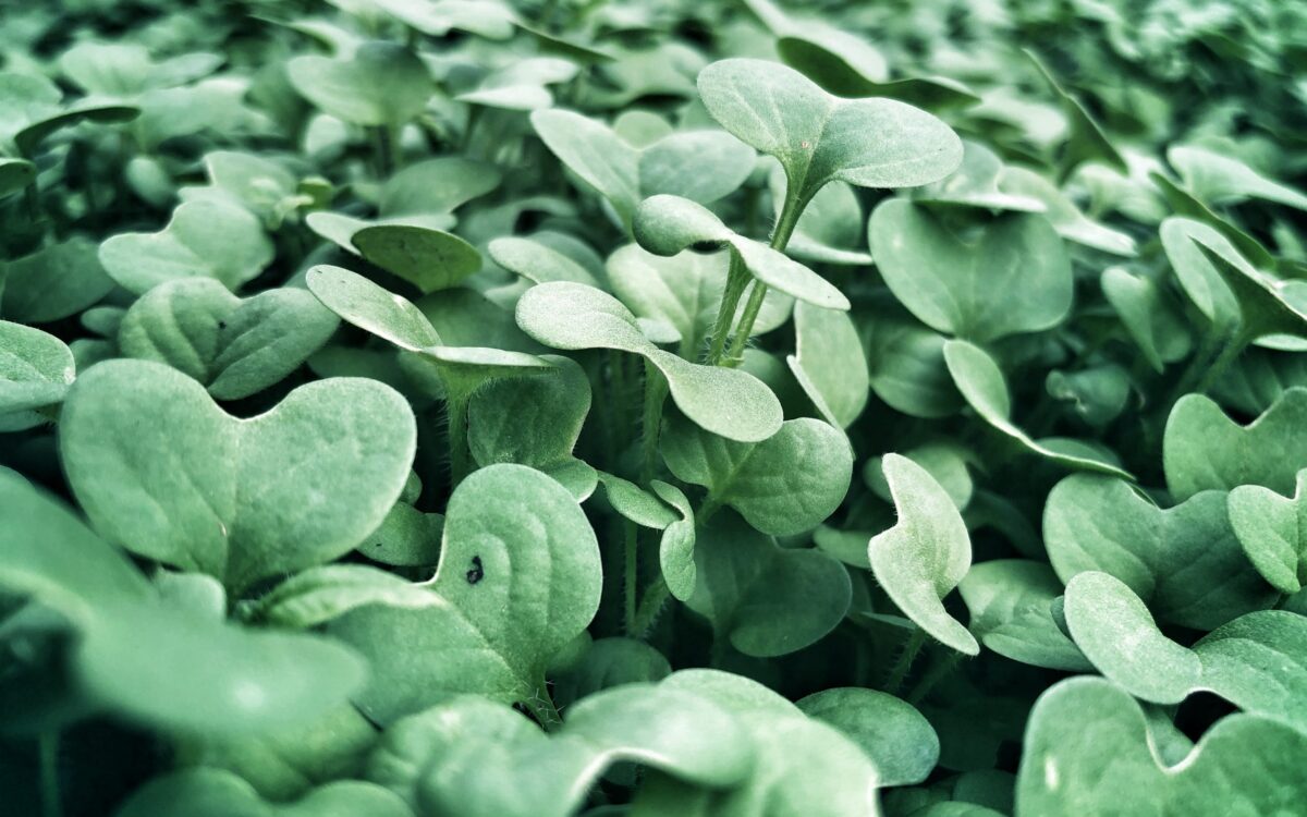 Plant Intelligence and Why Imagination Is the Key to Understanding the Natural World