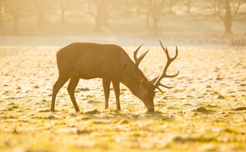 Following in Nature’s Footsteps: Tracking the Wild with Doniga Markegard