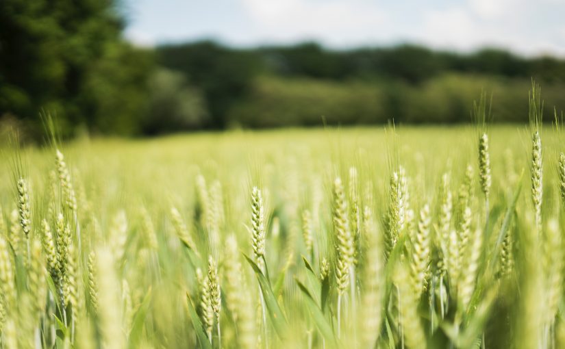 Farming in the Radical Center