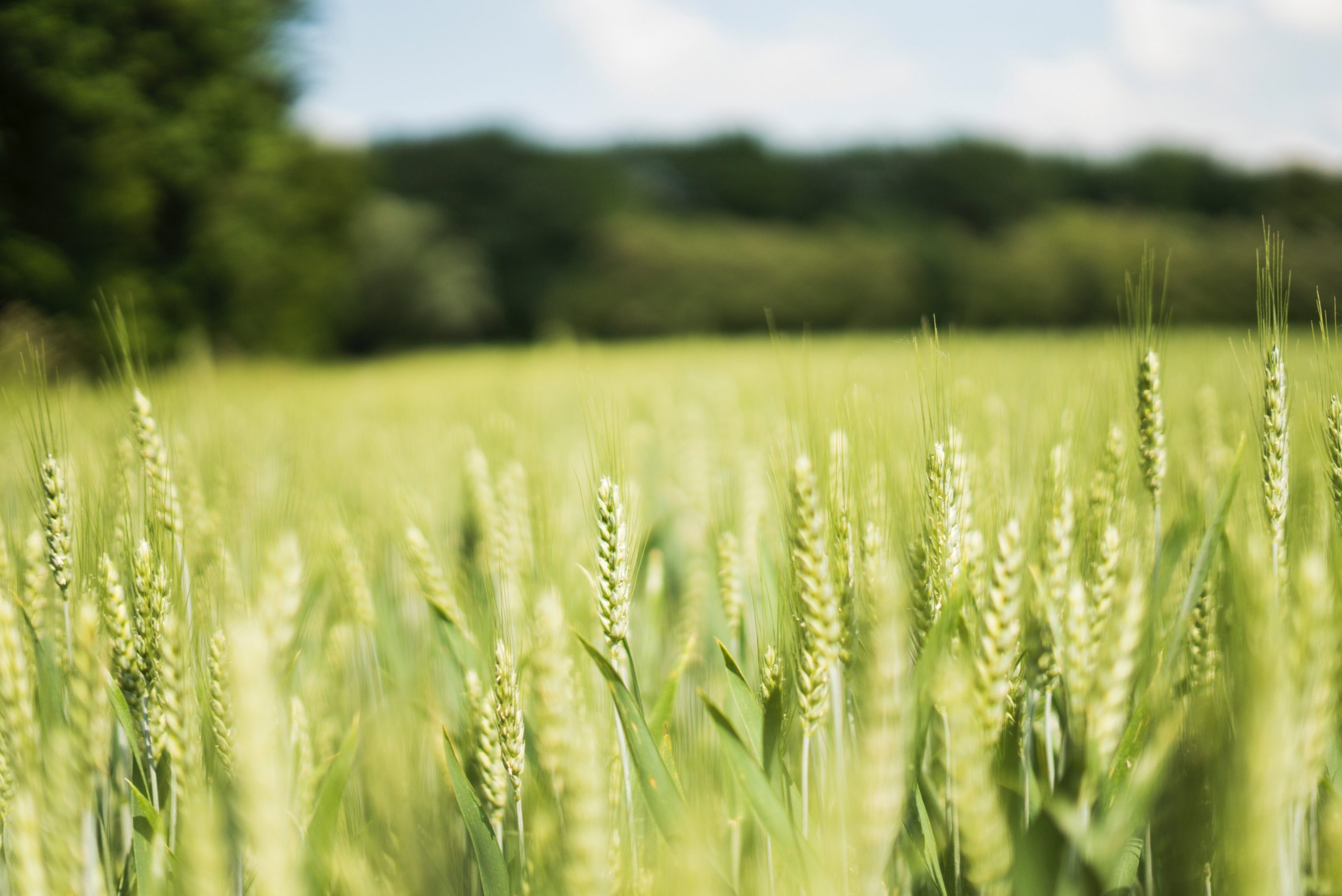 Farming in the Radical Center