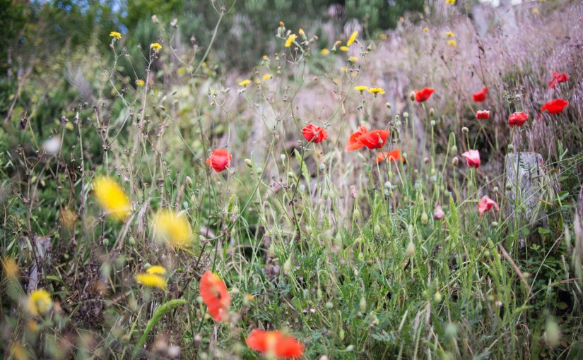 Food from the Radical Center: Plant Midwives