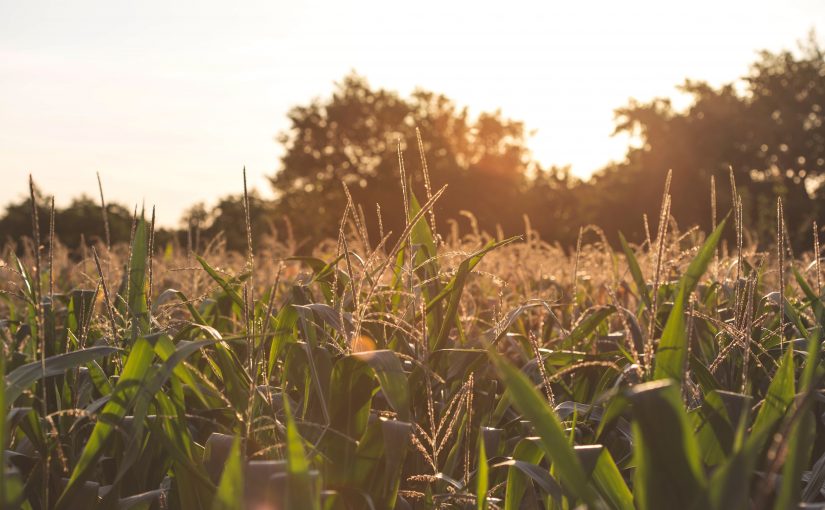 How to Help the Planet by Helping Small Farmers