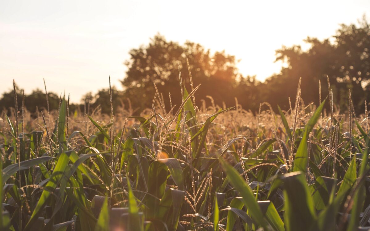 How to Help the Planet by Helping Small Farmers