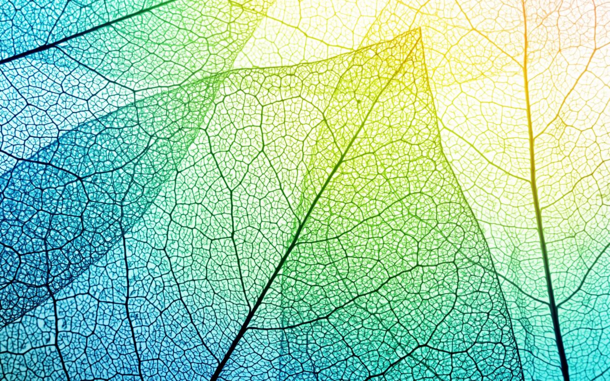 The Indigenous Art of Following Wisdom from the Heart
