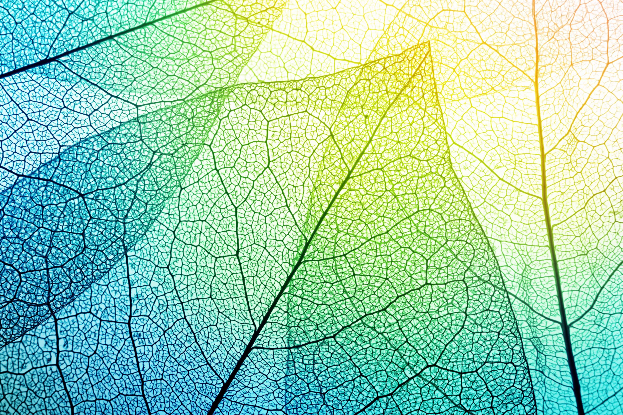 The Indigenous Art of Following Wisdom from the Heart
