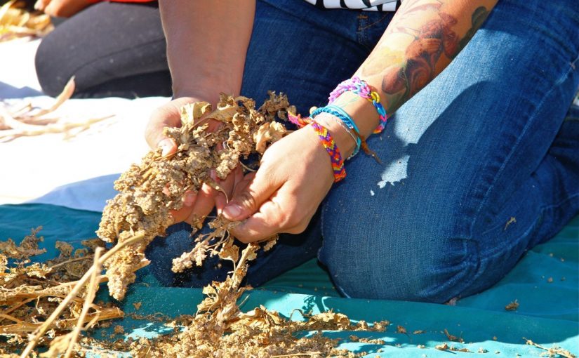Seeds: One of Our Most Precious Resources at Risk