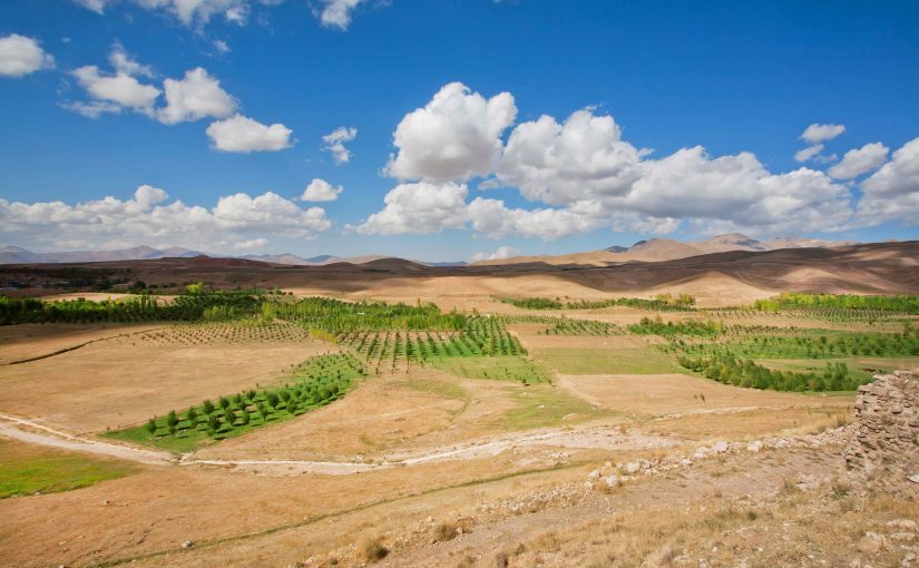 Seeds, War and Breeding Crops for Climate Change