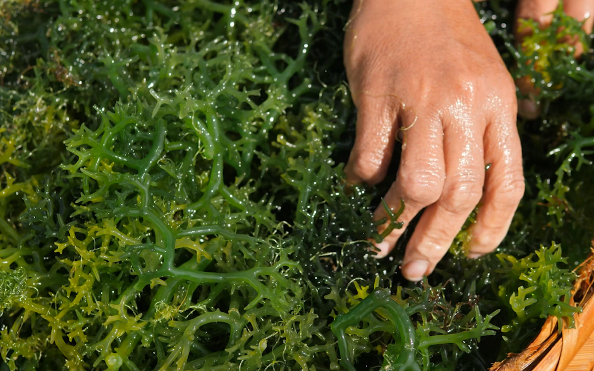 3D Ocean Farming with Bren Smith
