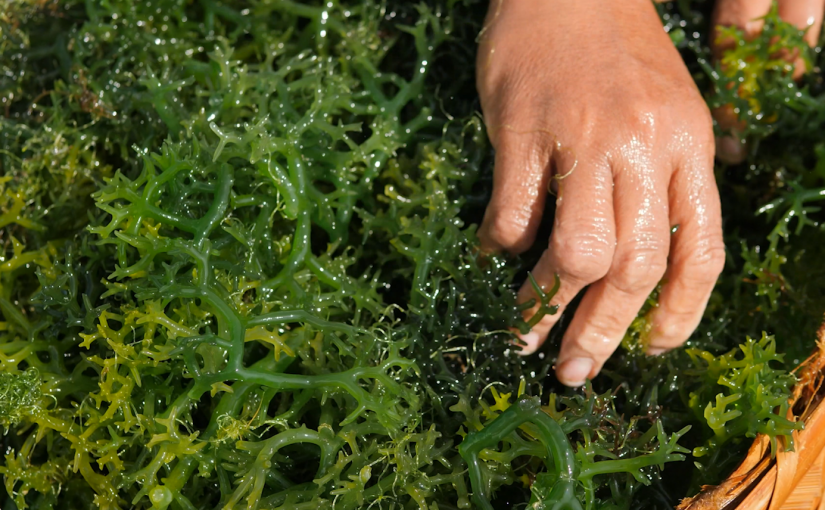 3D Ocean Farming with Bren Smith