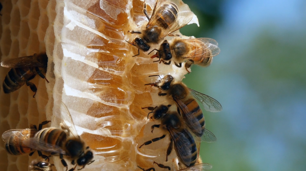 Can Mushrooms Save the Bees? With Paul Stamets Bioneers