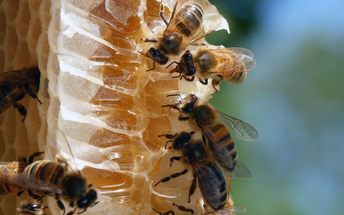 Can Mushrooms Save the Bees? With Paul Stamets